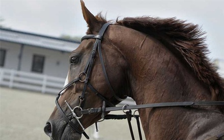 Horse Race a Animal Category Flat Bootstrap Responsive Web Template