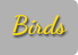 Birds a Animal Category Flat Bootstrap Responsive Web Template