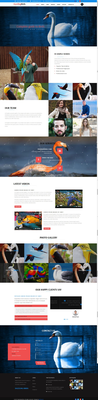 Dazzling Birds an Animal Category Bootstrap Responsive Web Template