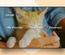 Cat Life – Animals Category Bootstrap Responsive Web Template