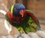 Exotic Birds a Animal Category Flat Bootstrap Responsive Web Template