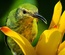 Exotic Birds a Animal Category Flat Bootstrap Responsive Web Template