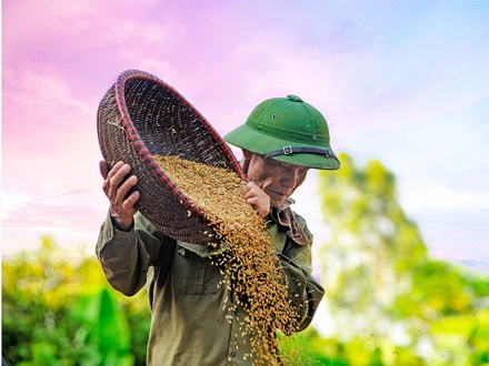 Grains an Agriculture Category Bootstrap Responsive Web Template