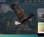 Ornithology An Animal Category Flat Bootstrap Responsive Web Template