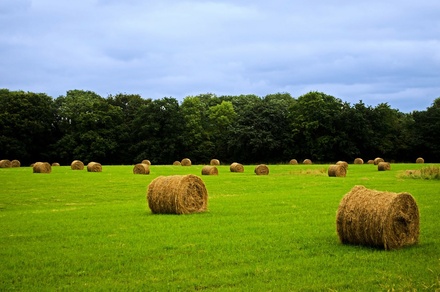 Grains an Agriculture Category Bootstrap Responsive Web Template