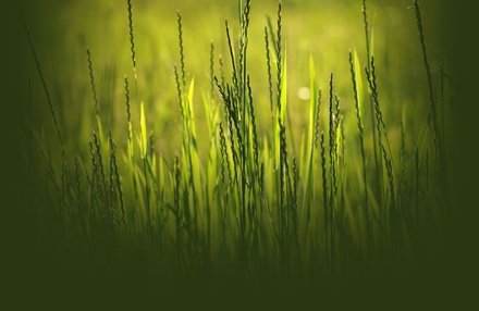 Green Field Template