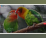 Love Birds – Animals & Pets Category Bootstrap Responsive Web Template