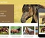 Horse Farm a Animals Category Flat Bootstrap Responsive Web Template