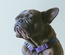 Pet Club Animals Category Bootstrap Responsive Web Template.