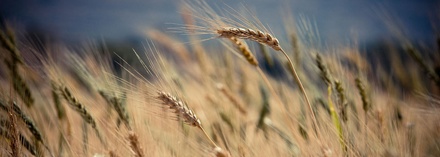 Arable Agriculture Category Bootstrap Responsive Web Template.