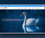 Dazzling Birds an Animal Category Bootstrap Responsive Web Template