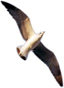 Seagull Template