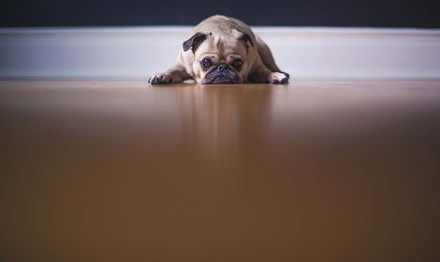 Pug Error Page Widget Template