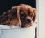 Found Pet Details Form a Responsive Widget Template