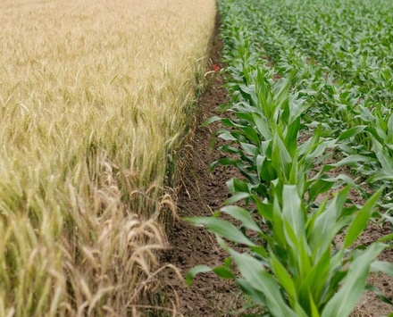 Arable Agriculture Category Bootstrap Responsive Web Template.