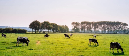 Cattle Farm an Agriculture Category Flat Bootstrap Responsive Web Template