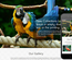 Birds a Animal Category Flat Bootstrap Responsive Web Template