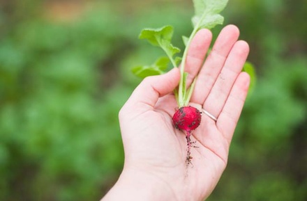 Mulching Agriculture Category Bootstrap Web Template