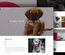 Lovely Pets Animals Category Bootstrap Responsive Web Template