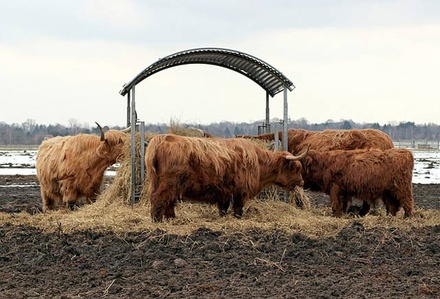 Cattle Farm an Agriculture Category Flat Bootstrap Responsive Web Template